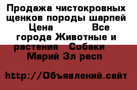 Продажа чистокровных щенков породы шарпей › Цена ­ 8 000 - Все города Животные и растения » Собаки   . Марий Эл респ.